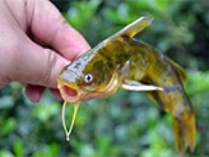 江苏省新增黄颡鱼和青虾国家级水产种质资源保护区